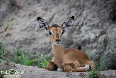 Young impala in the floodplain grass of Lower Zambezi National Park