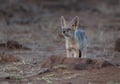 Young jackal standing near the Etosha salt pan
