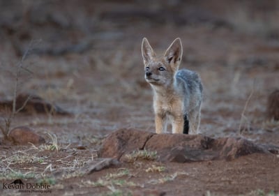 Young jackal standing near the Etosha salt pan