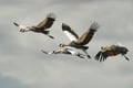 Crowned cranes standing on a sandbar in Lower Zambezi National Park