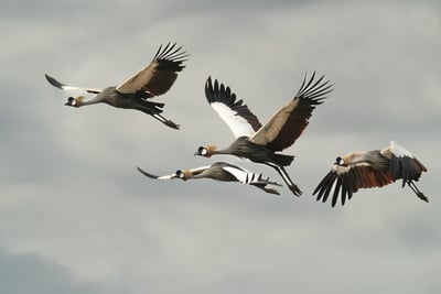 Crowned cranes standing on a sandbar in Lower Zambezi National Park