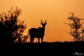 Eland walking across open desert terrain in Namibia
