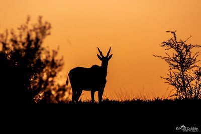 Eland walking across open desert terrain in Namibia