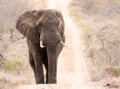 Elephant crossing the road at Addo Elephant National Park