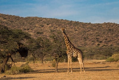 Giraffe browsing with Mount Kilimanjaro in the background