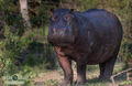 Hippo resting in the water in a Tanzanian national park