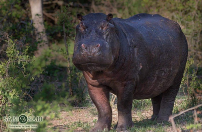 Hippo resting in the water in a Tanzanian national park