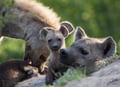 Hyena with pups in Mount Kilimanjaro National Park