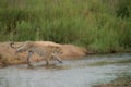 Leopard crossing a river