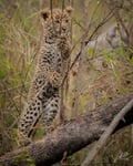 Leopard cub resting in a tree in a South African park
