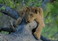 Young lion cub resting in tree at Kruger National Park