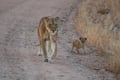 Lioness and cub representing conservation impact in African parks