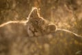 Sleeping lion cub in the wild