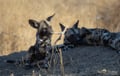 African wild dog trotting through the grasslands in Zambia