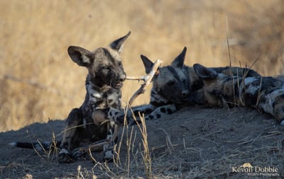 African wild dog trotting through the grasslands in Zambia