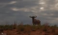 Wildebeest herd moving across the Serengeti plains