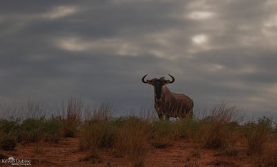 Wildebeest herd moving across the Serengeti plains