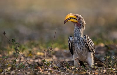 Yellow-billed hornbill perched on an acacia branch in Serengeti National Park